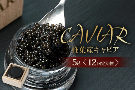 〈12回定期便〉【桐箱入り】キャビア 5g × 12回配送 計60g【世界三大珍味×日本三大秘境】 宮崎 椎葉 国産 チョウザメ キャビア 魚卵 定期便 魚介 珍味 贈答 希少 SZ-118_12te