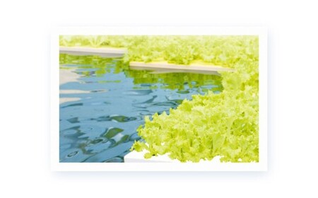【定期1ヶ月毎3回】水耕栽培 リーフレタス「うるおい野菜」14個セット 野菜 フリルレタス ピュアヴェール グリーンマリーゴールド モコヴェール 定期便 セット 福岡県 北九州市