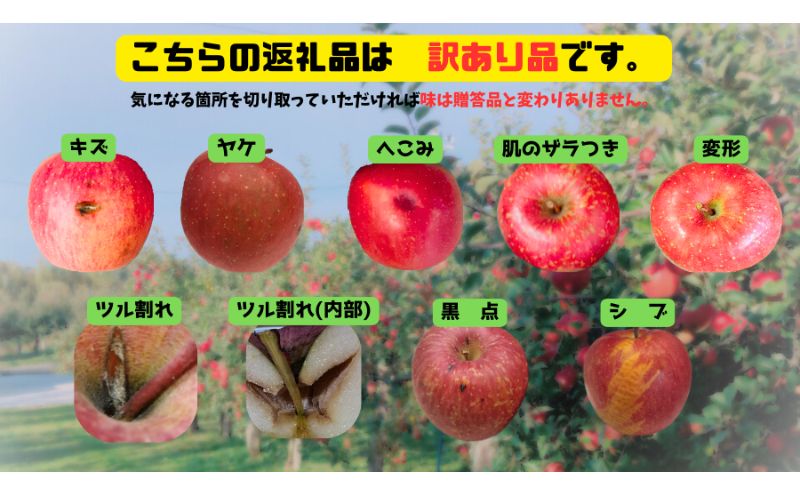 【11月発送】白熊 訳あり家庭用 サンふじ 約5kg 糖度13度 【青森りんご 果物 フルーツ 食後 デザート シャキシャキ ジューシー りんごの王様 】