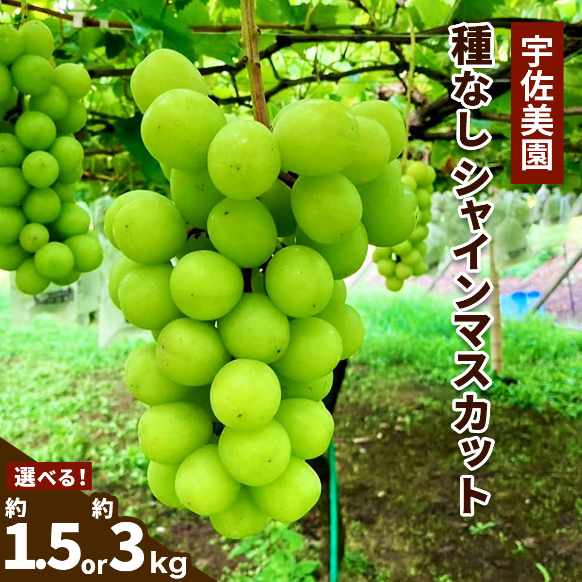 【ふるさと納税】[8月下旬より順次発送／数量限定] 宇佐美園の種なし シャインマスカット(選べる内容量：約1.5kg／約3kg)｜先行予約 ブドウ 皮ごと味わう贅沢な甘さ [1166]