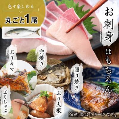 ふるさと納税 垂水市 【鹿児島産】冷蔵ぶり 丸ごと1尾 (内臓処理済み) 約3.7kg【アクアブルー】D4-4704 |  | 02