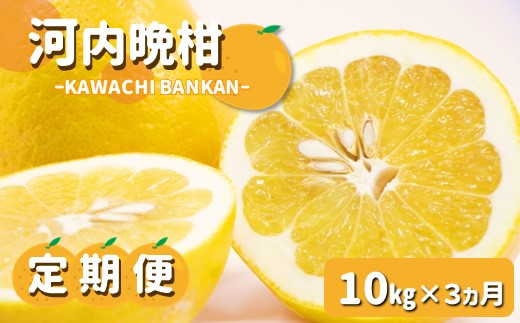 
                  【定期便3カ月】 玉名産「河内晩柑10kg」 | 果物 くだもの フルーツ 柑橘 柑橘類 みかん 河内晩柑 雑柑 定期便 3回 熊本県 玉名市 
                