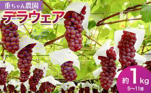 【令和8年産先行予約】　家庭用　デラウェア 約1kg　（5～11房）　山形県鶴岡産　重ちゃん農園