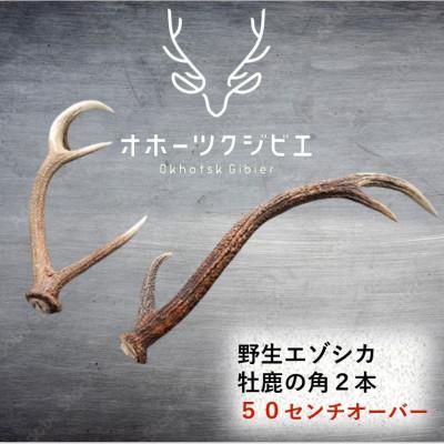 ふるさと納税 遠軽町 オホーツクジビエ　牡鹿角2本(観賞用)50cmオーバー