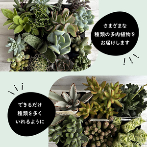 多肉植物 9センチ おまかせ 6個セット 多肉 季節 植物 たにく しょくぶつ ショクブツ タニク 多種類 グリーン インテリア 自然 DIY 乙女心 群月花 月兎耳 アロマティカス ルビーネックレス