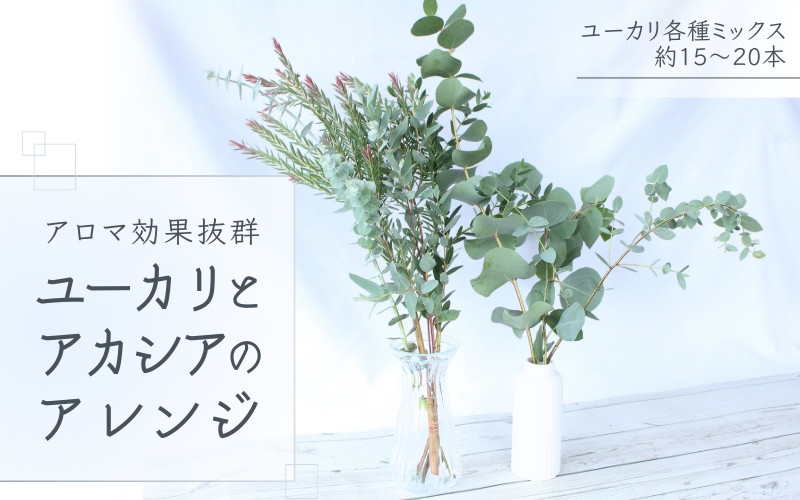 
            【先行予約】＼アロマ効果抜群／  ユーカリとアカシア(ミモザ)のアレンジ〈なかやFarm 和歌山県 紀美野町〉/  オージープランツ 癒し 清涼感 植物 花瓶 ユーカリ アカシア ミモザ ハーブ プレゼント ギフト 【nkf001】
          
