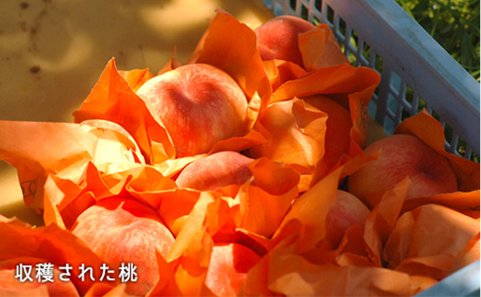 桃 2024年 先行予約 白桃 晩生種 大玉 約2.2kg 6～7玉 もも モモ 岡山県産 国産 フルーツ 果物 ギフト 