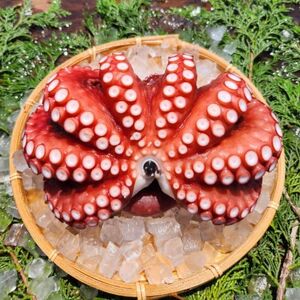 塩もみタコ【配送不可地域：離島】【1694609】