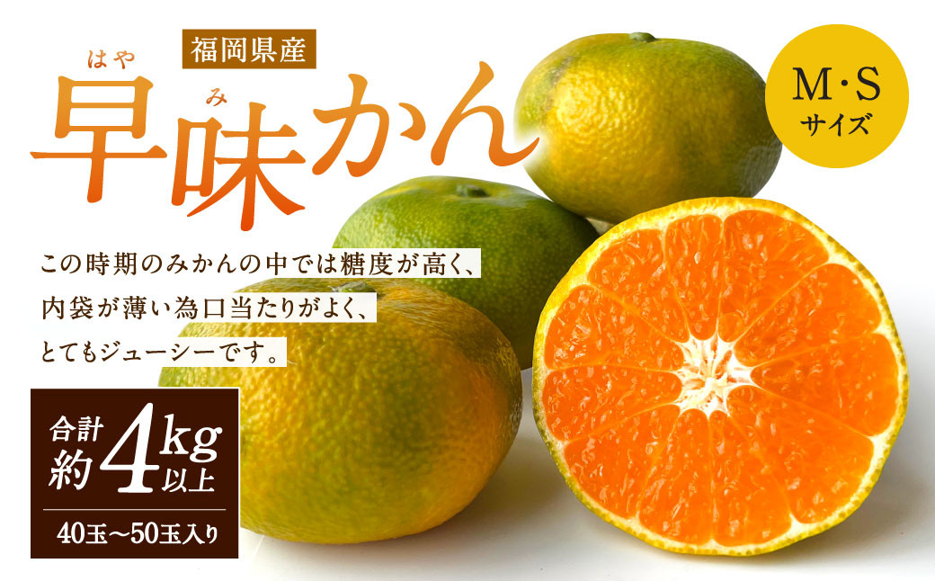 
            福岡県産 早味かん 約4kg以上 （40玉～50玉入り）  M・Sサイズ 【2025年9月下旬-10月下旬発送予定】 みかん 早生みかん ミカン 果物 くだもの フルーツ
          