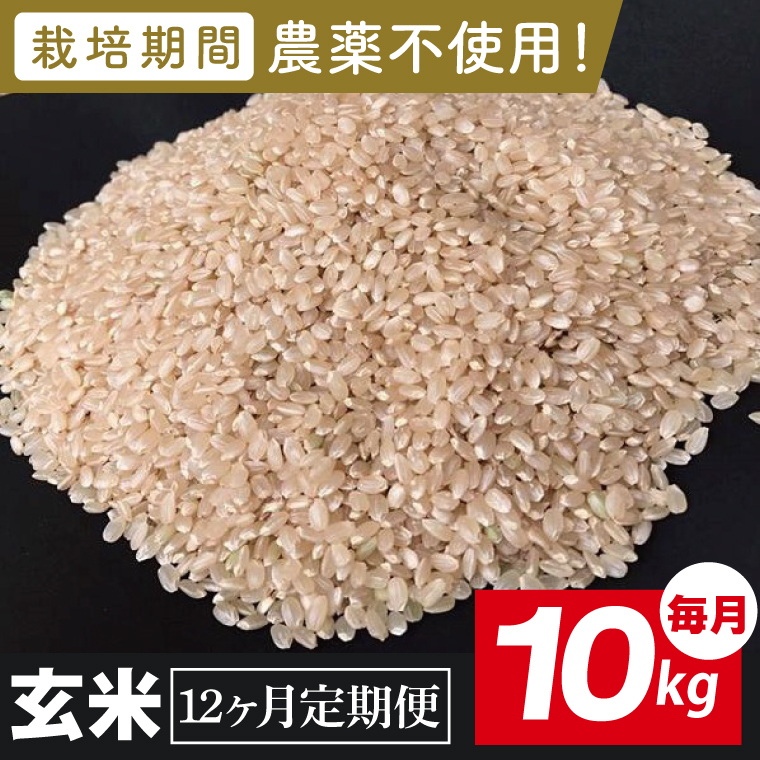 【2026年9月中旬発送開始】【12ヶ月定期便】★栽培期間農薬不使用★茨城県産 R８年産 こしひかり玄米 10kg（BI-106）