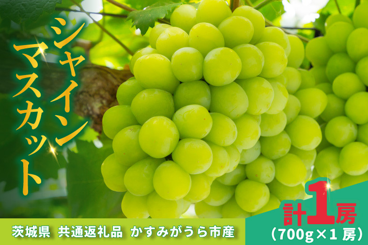 
                  シャインマスカット 700g × 1房  ＜2026年8月より順次発送＞ (県内共通返礼品:かすみがうら市産)  ぶどう ブドウ 葡萄 フルーツ 茨城 新鮮 (BR177)
                