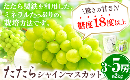 【2025年先行予約】マスカット シャインマスカット 約2kg(3～5房)《2025年8月下旬-10月下旬頃出荷》たたらみねらる ギフト 糖度18度以上 フルーツ 種無し ぶどう 葡 Y&G．ディスト