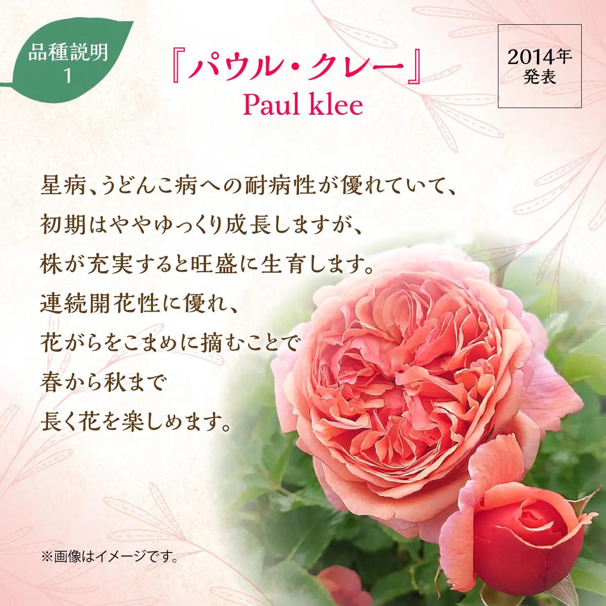 【Apple Roses】バラ苗『パウル・クレー』大苗6号ポット植え 苗木 植物 HNNH003