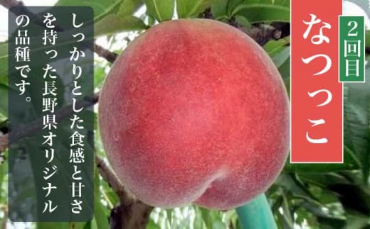 小布施町 桃の食べ比べ定期便 約1.8kg×3回 ［小布施屋］ 桃 もも モモ フルーツ 果物 冷蔵便 クール便 長野県産 令和7年産【2025年7月末～9月上旬発送】