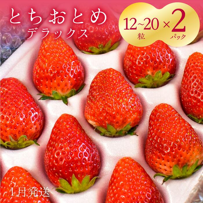 【ふるさと納税】【1月発送】いちご　とちおとめDX　2箱（12～20粒×2）