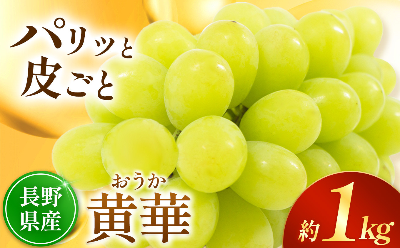 
塩尻 黄華 2房 計 約 1kg | 果物 くだもの フルーツ 葡萄 ブドウ ぶどう 黄華 おうか 長野県 塩尻市
