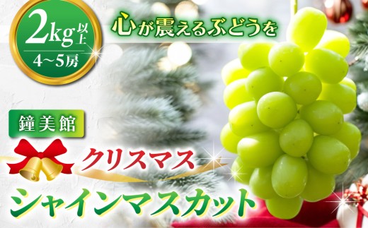 
            【先行受付2026年発送】標高750mで育ったクリスマスシャインマスカット2キロ以上（4～5房）｜鐘美館　 ※2026年12月22日発送
          