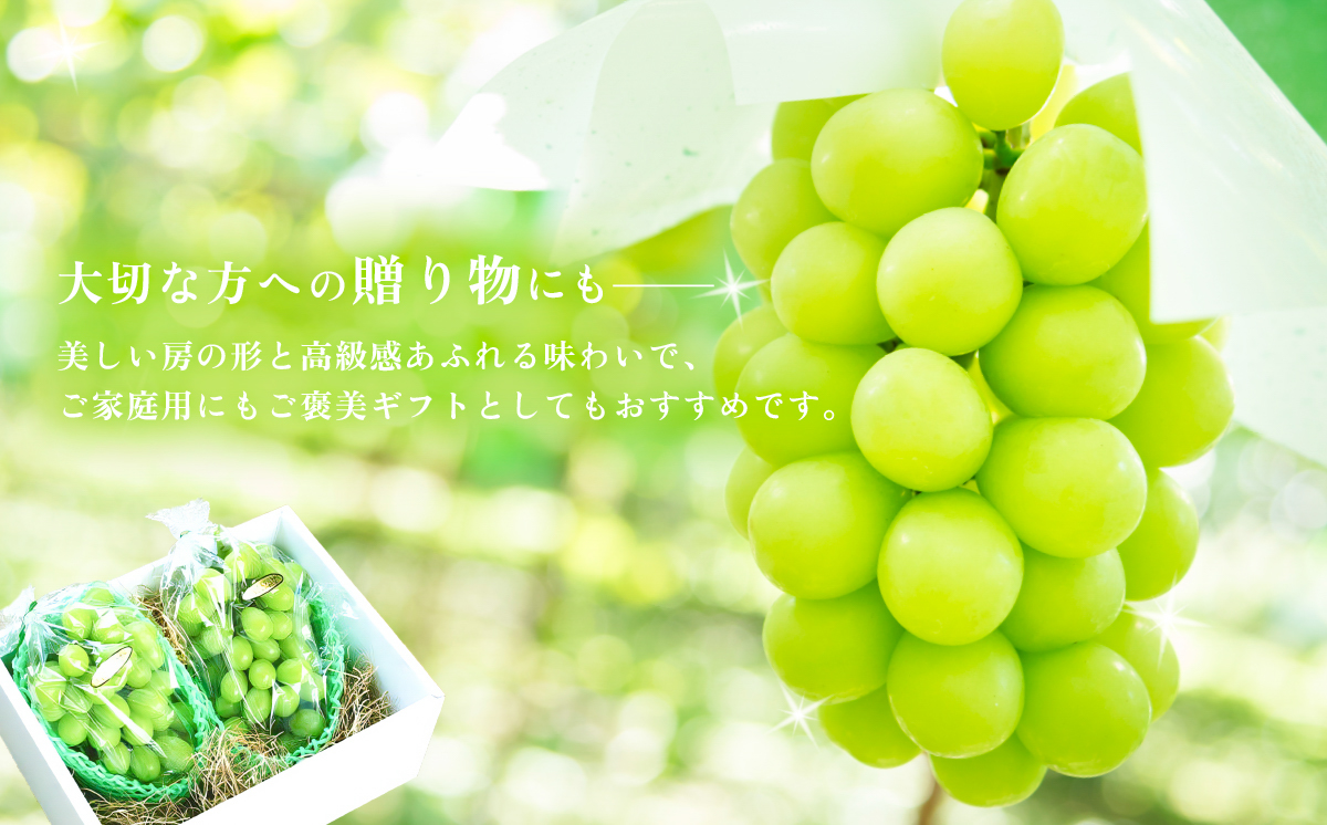 【2025年 先行予約】シャインマスカット2房（約1.5kg）贈答用【石崎ぶどう園】（2025年8月下旬から9月下旬頃発送予定）【 フルーツ 果物 ぶどう ブドウ 葡萄 シャイン マスカット 茨城県産