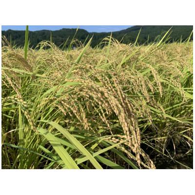 ふるさと納税 糸魚川市 能生米コシヒカリ 5kg 白米 |  | 01