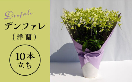 【10セット 限定】 デンファレ （洋蘭） 10本 立ち《糸島》【和饗エコファーム株式会社】 蘭 洋蘭 デンファレ 花 インテリア お祝い 贈り物 [AVI001]