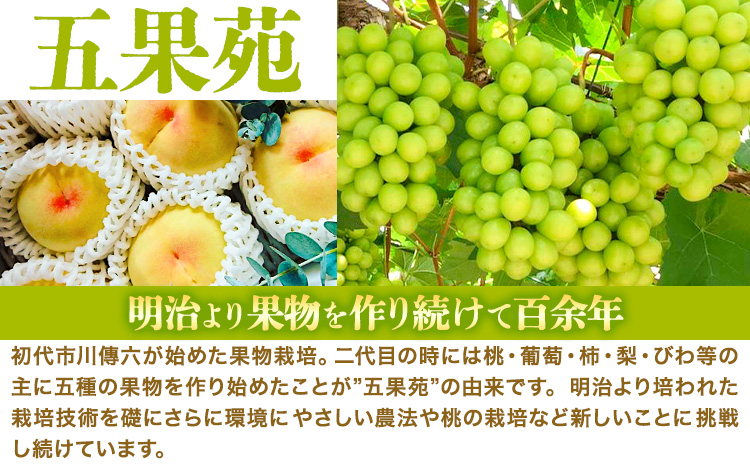 奇跡の越冬ぶどう シャインマスカット 1房 (600g以上) 五果苑《2025年11月上旬-2026年3月末頃出荷》越冬ぶどう フルーツ 果物 岡山県 浅口市 送料無料【配送不可地域あり】（北海道・沖