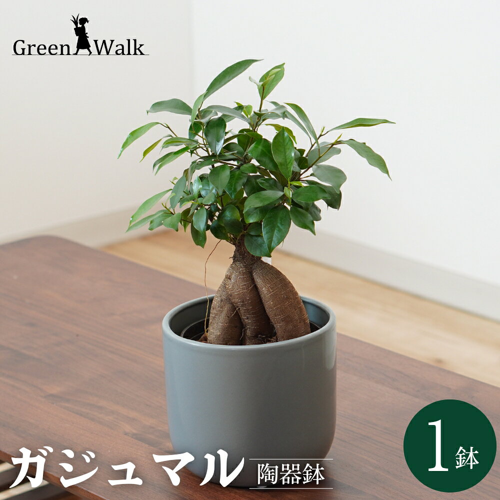 【ふるさと納税】ガジュマル モノトーン130 陶器鉢 1鉢 水位計セット 陶器 鉢セット 植物 グリーン インテリア がじゅまる おまかせ ナチュラル お洒落 雑貨 愛知県 豊橋市