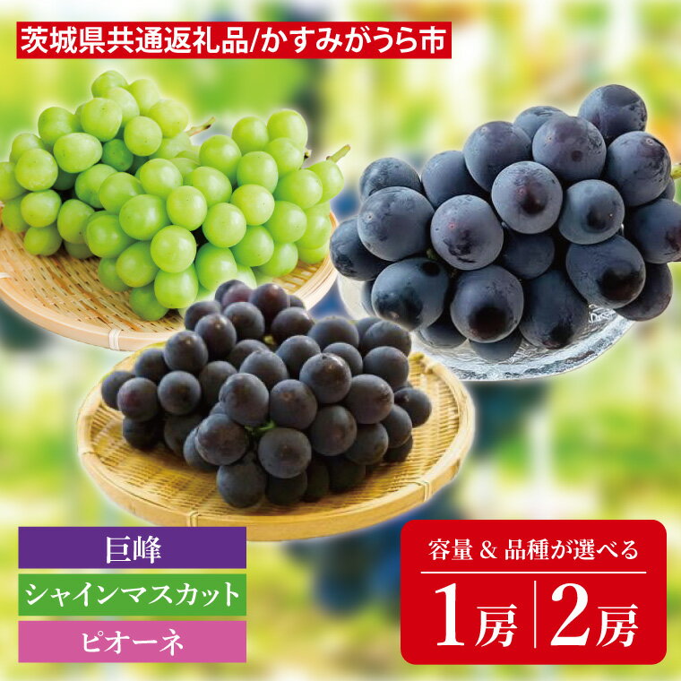 【ふるさと納税】【容量と品種が選べる】【先行予約】【お中元】巨峰 or シャインマスカット or ピオーネ（茨城県共通返礼品：かすみがうら市）（CD175）