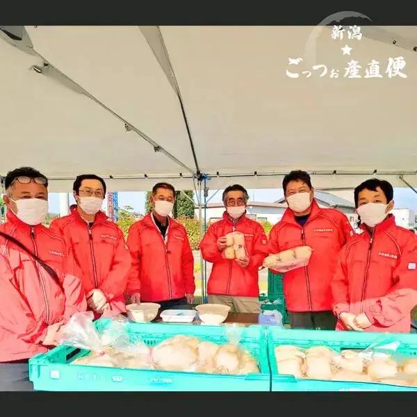 【先行予約】美白れんこん 五泉美人 4kg 五泉蓮根生産組合 | レンコン れんこん〈2026年10月中旬～下旬より順次発送〉