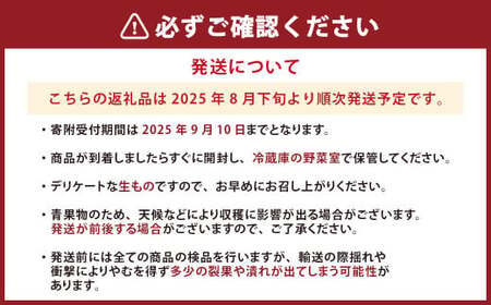 【2025年8月下旬発送予定】 完熟 くまもと梨 3kg 果物 フルーツ なし