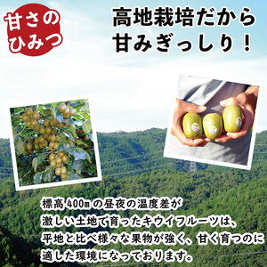 訳あり キウイフルーツ 紅妃 2.6kg 先行予約 2026年10月上旬～ キウイ
