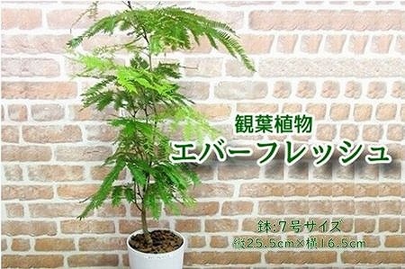 066-02-1 観葉植物 エバーフレッシュ7号サイズ1鉢