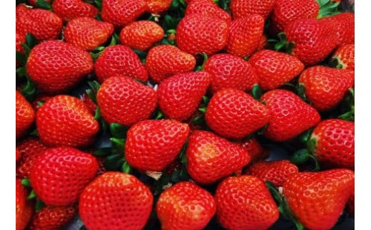 【2026年 先行予約】いちご 2種食べ比べ 400g × 2パック 800g｜コク 甘み 朝採れ やよいひめ ななか 恋みのり あまおとめ あすかルビー 贈答用 新鮮 完熟 いちご 旬 苺 ストロベ