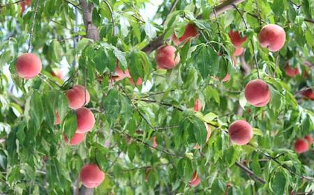 《2026年発送先行予約》山形完熟白桃 約2kg 5～9玉 秀 完熟白桃 果物 くだもの 桃 もも フルーツ 山形県産 F4A-0943