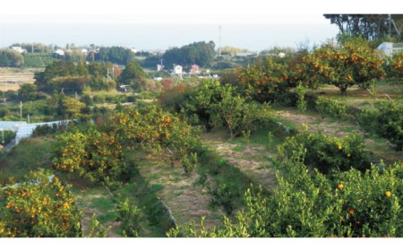 みかん フルーツ くだもの 果物 麗紅 れいこう 【先行予約】石本果樹園の美味しい麗紅（レイコウ）約4kg 20から25玉【2024年2月中旬から3月中旬までに順次発送】【min003】