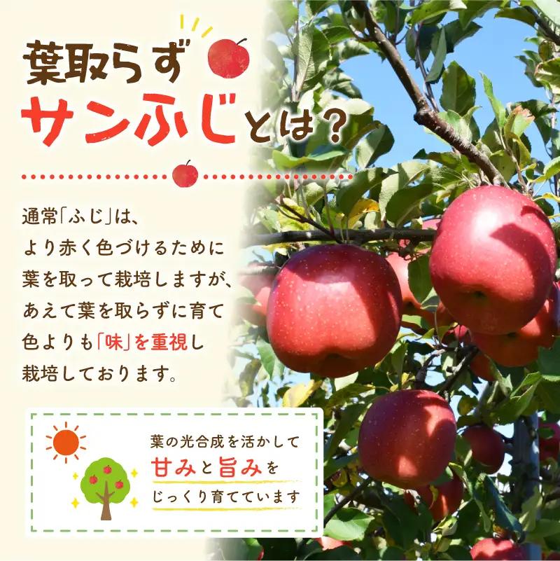 先行予約 りんご 家庭用 サンふじ 5kg りんご