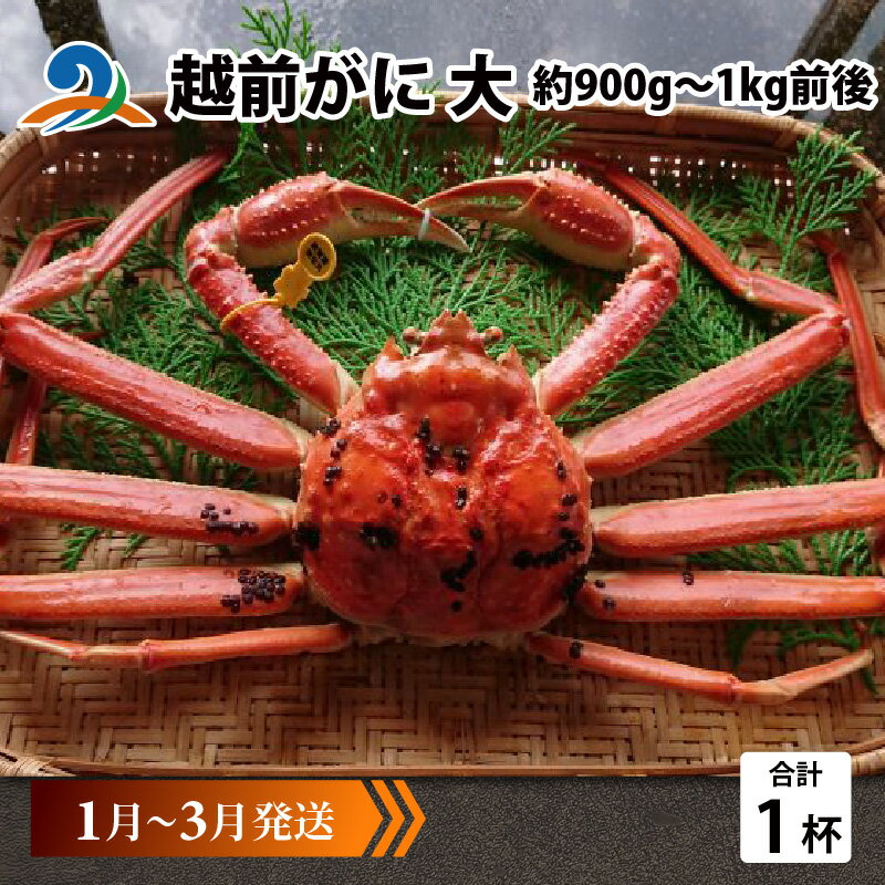 【ふるさと納税】【先行予約】越前がに 大 (約900g～1kg前後)×1杯【1月～3月発送】 / 雄 ズワイガニ ずわいがに ズワイ蟹 越前ガニ ボイル 冷蔵 南越前町 送料無料