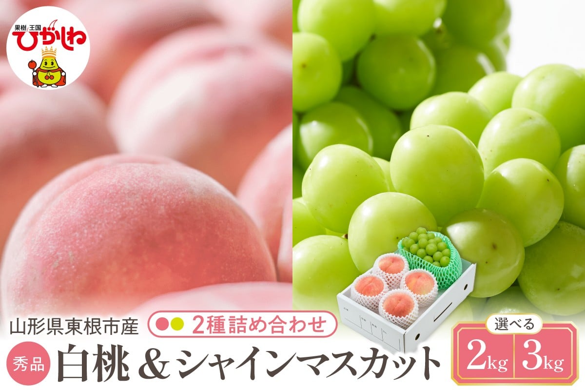 
                  【2026年】東根市産 白桃（品種おまかせ）＆シャインマスカット 詰め合わせ 秀品 化粧箱入り ≪選べる内容量：約2kg / 約3kg≫ hi027-243-o
                