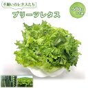 【ふるさと納税】No.013 不揃いのレタスたち（プリーツレタス）500g×1袋 ／ 野菜 緑黄色野菜 βカロテン シャキシャキ 食感 サラダ 送料無料 千葉県