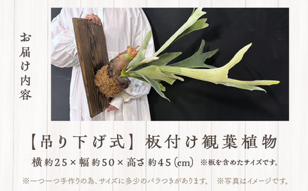 コウモリラン 板付け（ネザーランド） インテリア 吊り下げ 壁掛け