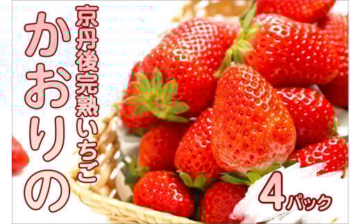 【数量限定】京都丹後産 完熟いちご（かおりの） 4パック（2026年3月中旬～発送）　農家直送 イチゴ 苺 先行予約 期間限定 フルーツ くだもの 果物 ストロベリー　AM00714