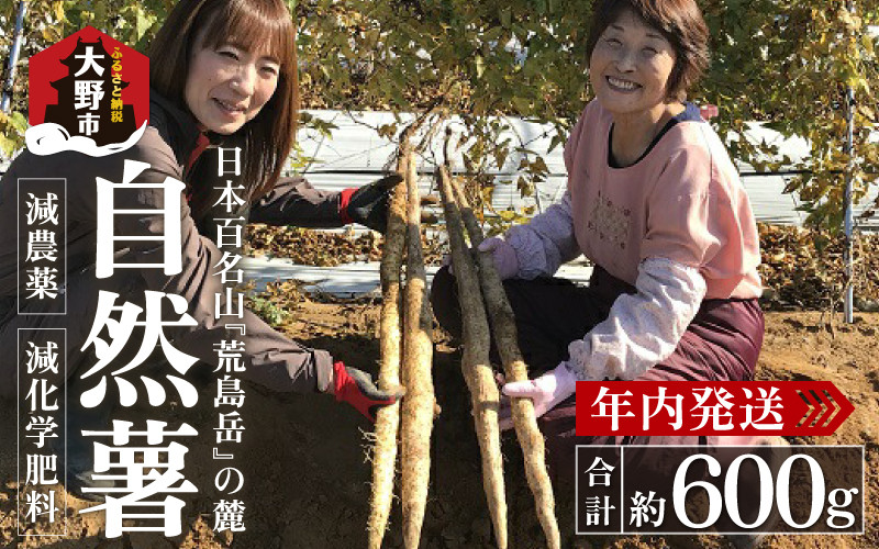 
                  【先行予約】年内発送！日本百名山「自然薯　荒島岳」約600g【2026年11月20日より順次発送】 [A-041001]
                