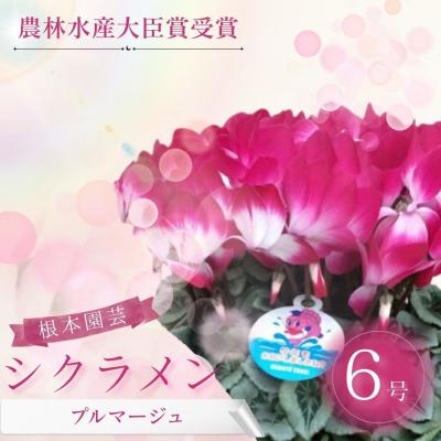 ふるさと納税 南相馬市 【2026年 先行予約】シクラメン プルマージュ 6号 | 花ギフト 根本園芸 aj006-ab