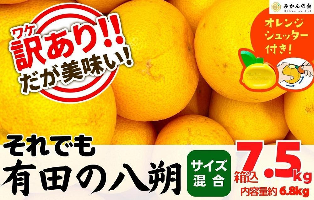 
訳あり それでも 八朔 (はっさく) 箱込 7.5kg (内容量約 6.8kg) サイズミックス B品 和歌山県産 産地直送【おまけ付き】【みかんの会】
