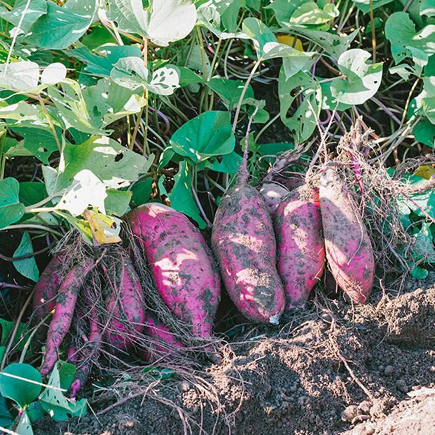 さつまいも 熟成 紅はるか サツマイモ 訳あり 10kg