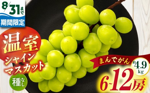 【8月31日（夏休み）までの期間限定価格!!】温室シャインマスカット　まんでがん　約4.9kg| シャインマスカット マスカット ぶどう ブドウ 葡萄 果物 フルーツ 期間限定 新鮮 くだもの 国産 ギフト お裾分け 旬 人気 種なし 皮ごと食べられる ジューシー 糖度が高い 先行受付 先行予約 季節限定 おすすめ 旬の果物 香川 香川県 三木町 |_mk006-132