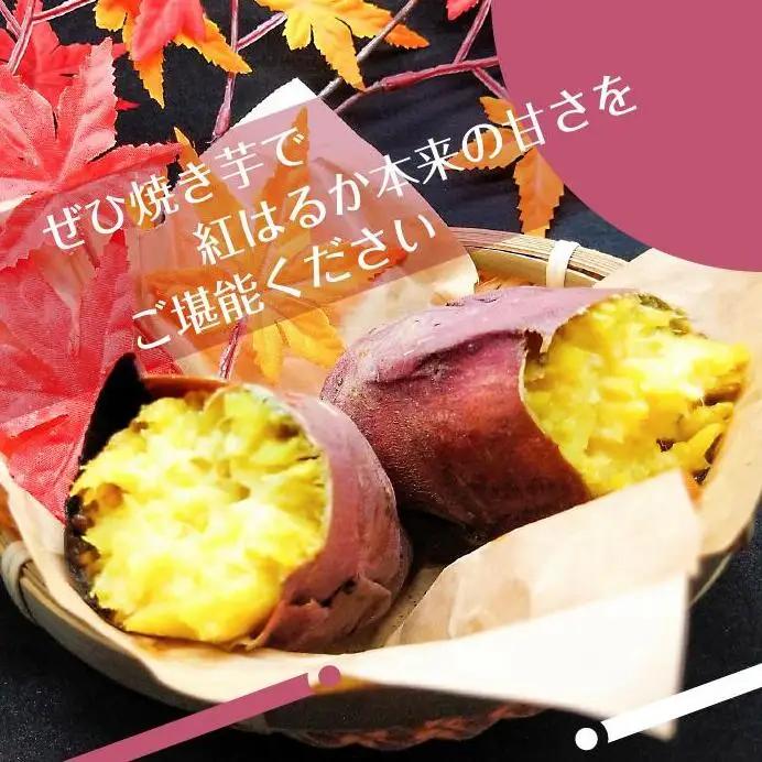 2025年度産 濃厚な甘みさつまいも 紅はるか10kg【茨城県共通返礼品/行方市】【さつまいも サツマイモ 芋 お芋 甘い ねっとり 美味しい 大量 茨城県 北茨城市 】(AK202)