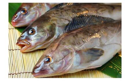 知床羅臼産真ホッケの開き特大2枚のセット(鮭節昆布醤油付き) 生産者 支援 応援