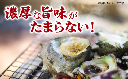 【コリコリ食感と濃厚な旨味！】新上五島町産 新鮮 活サザエ 3kg【カミティバリュー】[RBP020]