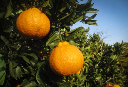 青木さんちの不知火(しらぬい)『味自慢』　※2026年3月末頃から発送　※離島不可