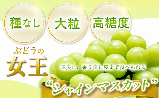 茨城県常総市産 シャインマスカット 約3kg｜ぶどう ブドウ 葡萄 果物 フルーツ 贈り ※2026年8月中旬～9月中旬頃に順次発送予定